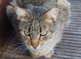 Cute tiger cat with green eyes relaxing