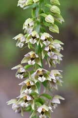 Breitblättrige Stendelwurz