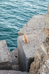 Gato Naranja en espigon