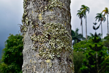 Lichen on palm tree trunk in the tropical rainforest
