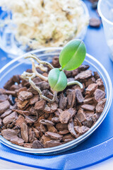 orchid transplanting, woman transplanting houseplants, houseplants are easy to care for, Beautiful orchid plant transplanted into new soil from pine bark on the background of a wooden table