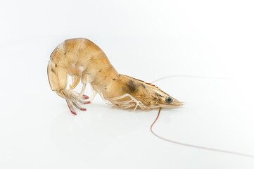 shrimp on a white