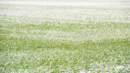 Traces of green wheat in a snow-covered field.