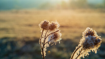 Dry plants in hoarfrost on a sunny morning in a meadow.