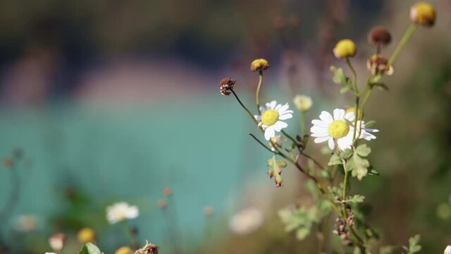 Beautiful white flowers blowing in the wind, on the blurred background of a turquoise lake. 