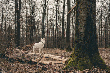 dog white swiss shepherd standing on a fallen tree