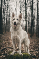 dog white swiss shepherd standing on a tree trunk