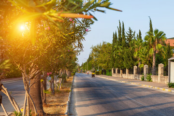 Picturesque urban view with asphalt road and palms near
