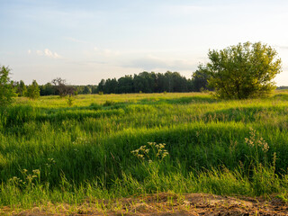 Obraz premium A field covered with green grass weeds in summer at sunset. Rural landscape