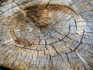 Close-up of a wooden stump with cracks and irregularities. natural wooden background