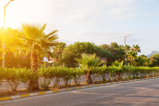 Picturesque urban view with asphalt road and palms near