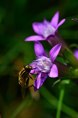 Fransenenzian mit Schwebfliege