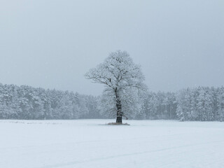 Samotne drzewo zimą. Gałęzie pokryte warstwą śniegu. Widok jest niewyraźny z uwagi na intensywnie padający śnieg.