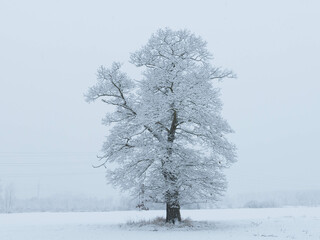 Samotne drzewo zimą. Gałęzie pokryte warstwą śniegu. Widok jest niewyraźny z uwagi na intensywnie padający śnieg.