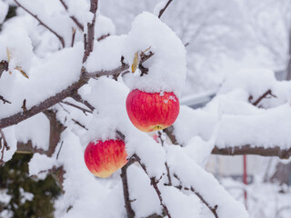 Zima w sadzie. Czerwone jabłka na gałęzi drzewa, pokryte warstwą śniegu.