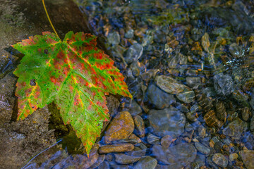 Autumn leaf in a mountain stream