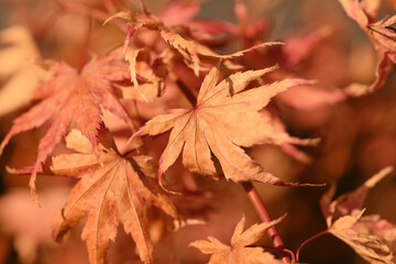 érable du Japon en Automne