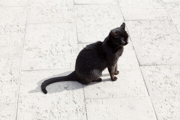Black cat standing at white surface . Stray cat on the street pavement