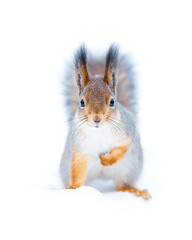 squirrel on a white background