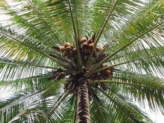 coconut palm tree