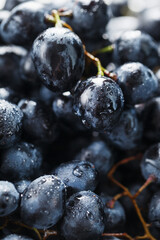 Ripe black grapes with water drops close-up on the fruits.