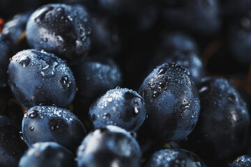 Ripe black grapes with water drops close-up on the fruits.