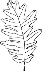 realistic oak leaf vector image