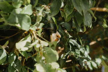 small monkey on the tree