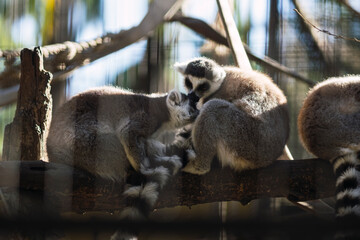 couple of lemurs on tree