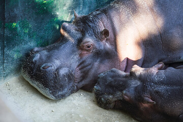 hippopotamus in water