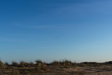 clouds in the sky with birds