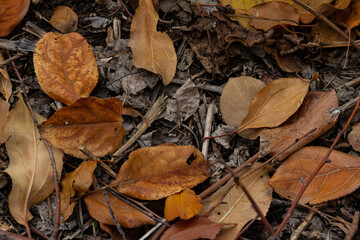 Fallen leaves taken close-up on the ground. Texture of fallen leaves.