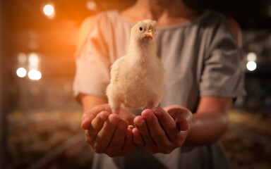 Chicken stand on the woman hand.