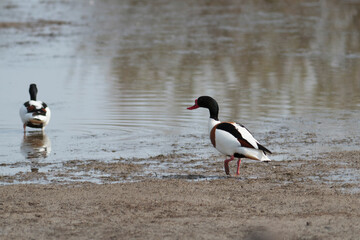 common shelduck Tadorna tadorna in a swamp in Camargue, Southern France