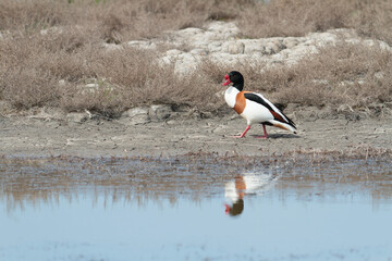 common shelduck Tadorna tadorna in a swamp in Camargue, Southern France