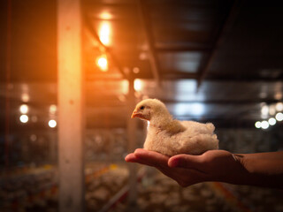 Chicken sit on the hand with yellow light.