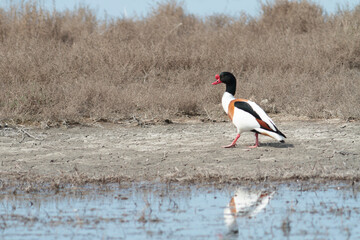 common shelduck Tadorna tadorna in a swamp in Camargue, Southern France