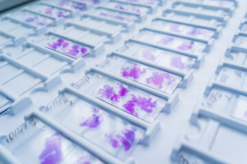 Rows of microscope glass slide in the cells
