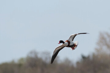 common shelduck Tadorna tadorna in a swamp in Camargue, Southern France