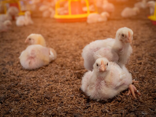 Chickens were grounded in a farming business
