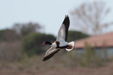 common shelduck Tadorna tadorna in a swamp in Camargue, Southern France