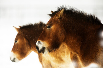 Przewalski's horse (Equus ferus przewalskii ), also called the takhi, Mongolian wild horse or...