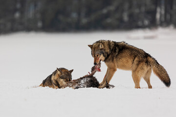 gray wolf (Canis lupus) two wild males feasting on captured prey
