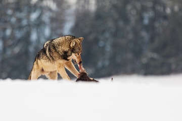 male gray wolf (Canis lupus) tearing up prey caught in the snow