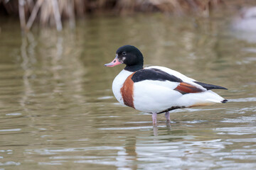 common shelduck Tadorna tadorna in a swamp in Camargue, Southern France