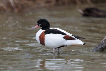 common shelduck Tadorna tadorna in a swamp in Camargue, Southern France