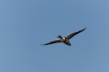 common shelduck Tadorna tadorna in a swamp in Camargue, Southern France