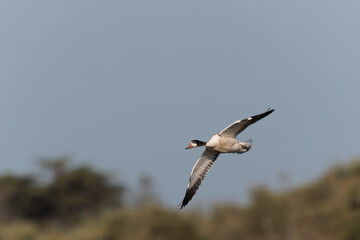 common shelduck Tadorna tadorna in a swamp in Camargue, Southern France