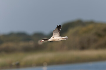 common shelduck Tadorna tadorna in a swamp in Camargue, Southern France