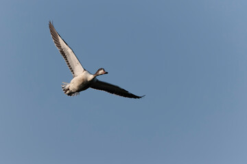 Obraz premium common shelduck Tadorna tadorna in a swamp in Camargue, Southern France